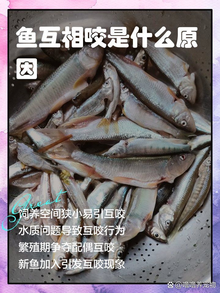 藍(lán)寶石魚咬魚的解決方法