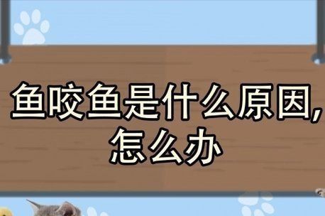 藍(lán)寶石魚咬魚的解決方法