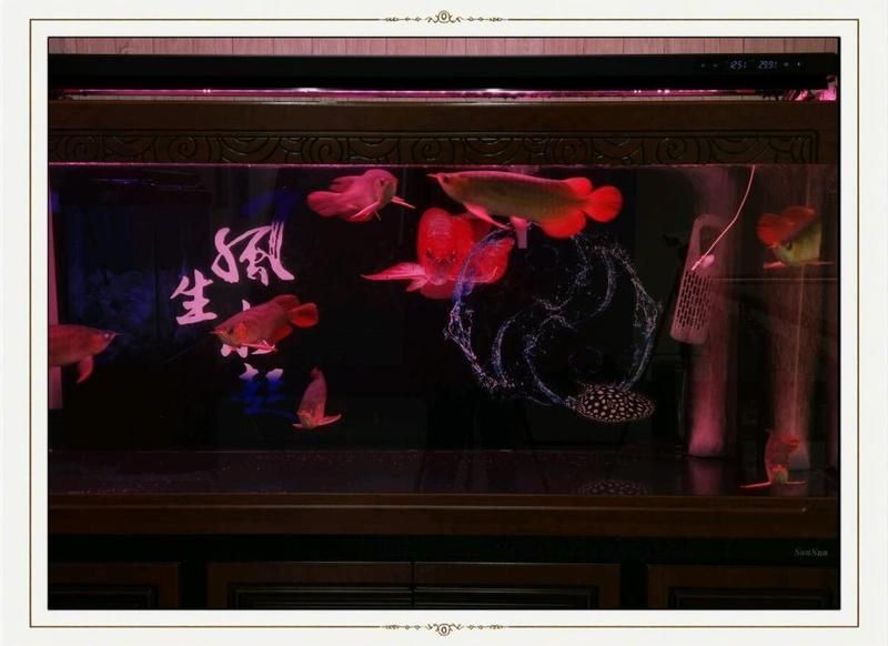 藍(lán)寶石魚咬魚的解決方法