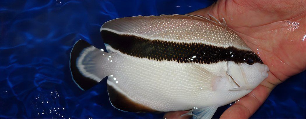 藍(lán)寶石魚咬魚的解決方法