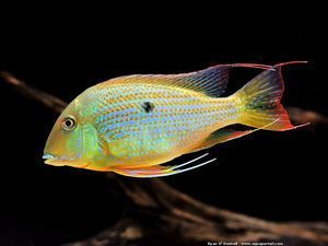 朱巴利魚（朱巴利魚是一種生活在熱帶和亞熱帶地區的魚類和亞熱帶地區的魚類） 朱巴利魚（朱巴利魚是一種生活在熱帶和亞熱帶地區的魚類和亞熱帶地區的魚類） 龍魚百科 第1張