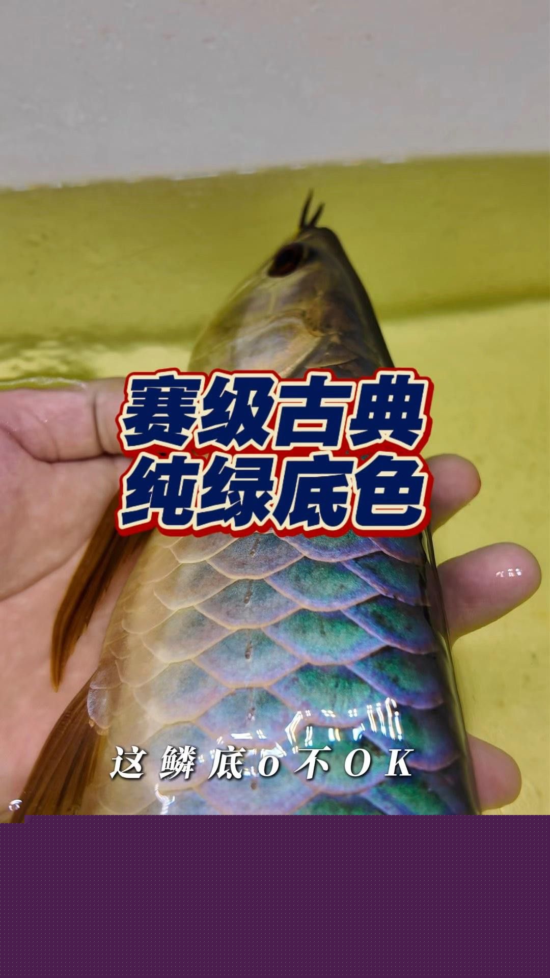 如何鑒定金龍魚的品級？