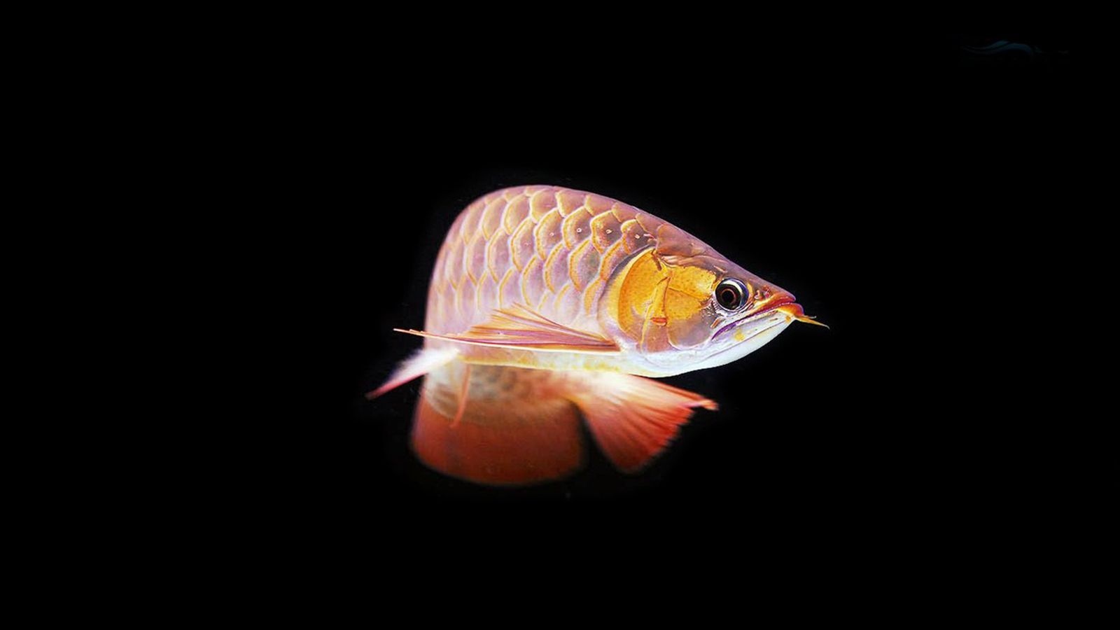金色龍魚壁紙：金色龍魚動態壁紙圖片