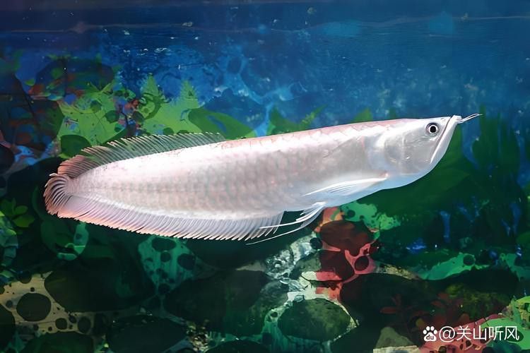 印度銀龍魚 印度銀龍魚 龍魚百科 第7張