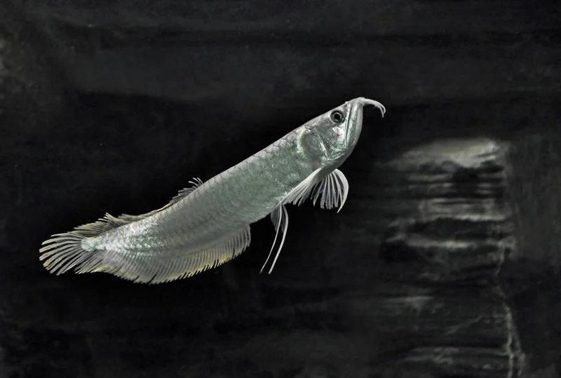 印度銀龍魚 印度銀龍魚 龍魚百科 第12張