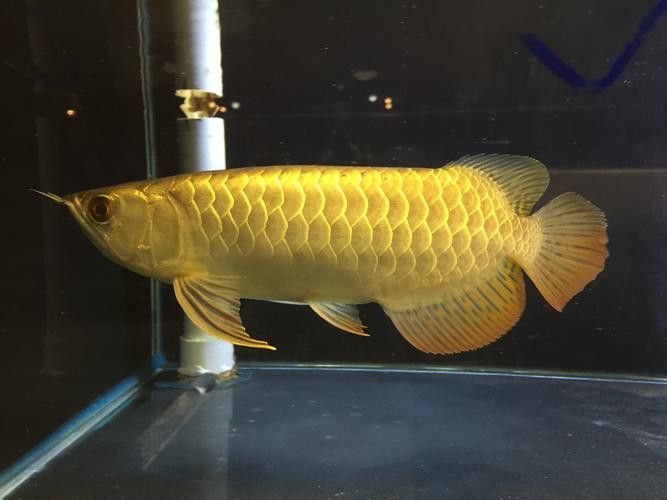 吃金龍魚圖片真實高清