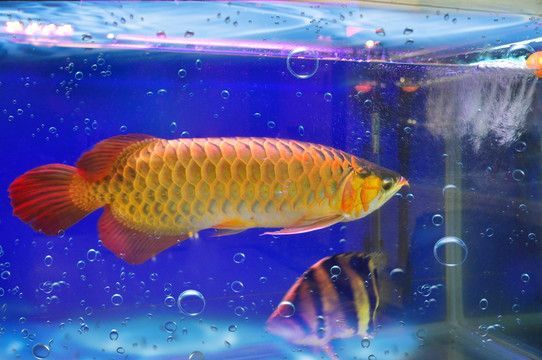 七彩金龍魚和藍底金龍：七彩金龍魚和藍底金龍魚有什么區別？