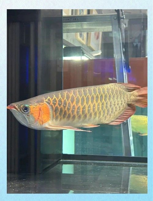 哪里可以找到高清的金龍魚照片