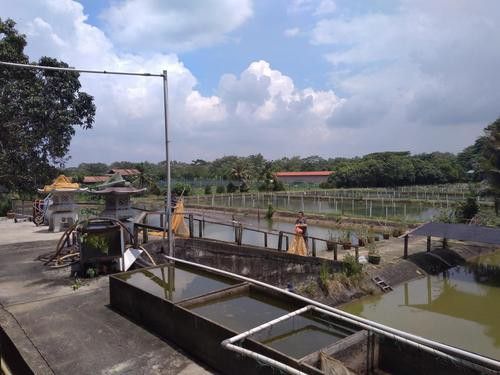 哪里可以找到高清的金龍魚照片