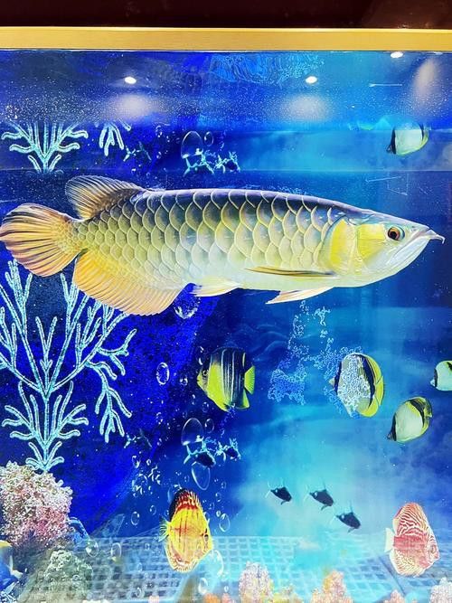 哪里可以找到高清的金龍魚照片