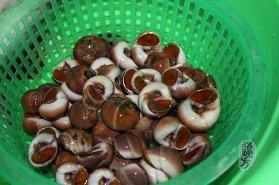 溫州水龍魚（溫州水龍魚是一種什么樣的魚？）