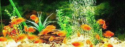 能再詳細說說七條魚的風水寓意嗎？