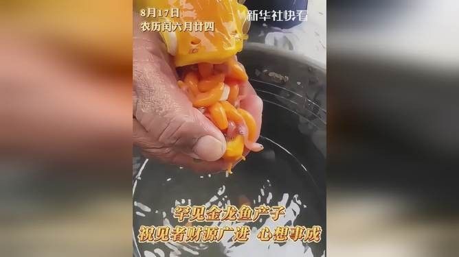 青金龍魚圖片大全欣賞視頻