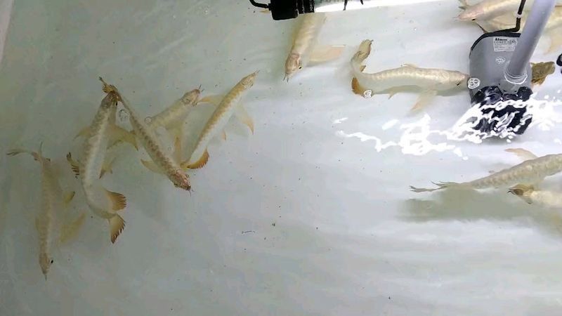 青金龍魚圖片大全欣賞視頻