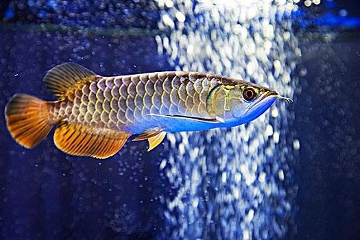 青金龍魚圖片大全欣賞視頻