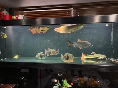 龍魚自助餐：\"龍魚自助餐\"