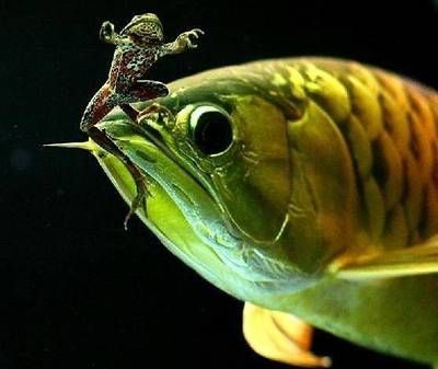 龍魚(yú)慢養(yǎng)喂食方法：龍魚(yú)慢養(yǎng)喂食方法與其他飼養(yǎng)方式有所不同