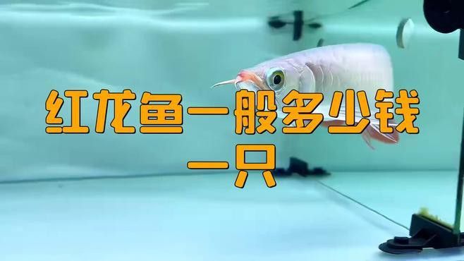 小紅龍魚多少錢一只 小紅龍魚多少錢一只 龍魚百科 第9張