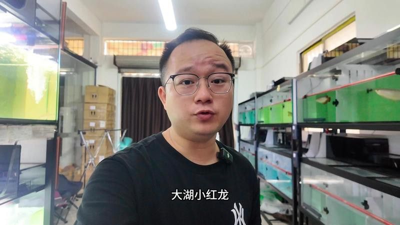 小紅龍魚多少錢一只 小紅龍魚多少錢一只 龍魚百科 第15張