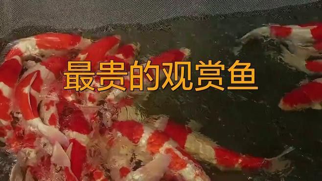 比龍魚(yú)還貴的觀賞魚(yú)