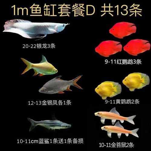銀龍魚單養(yǎng)需要哪些設(shè)備？