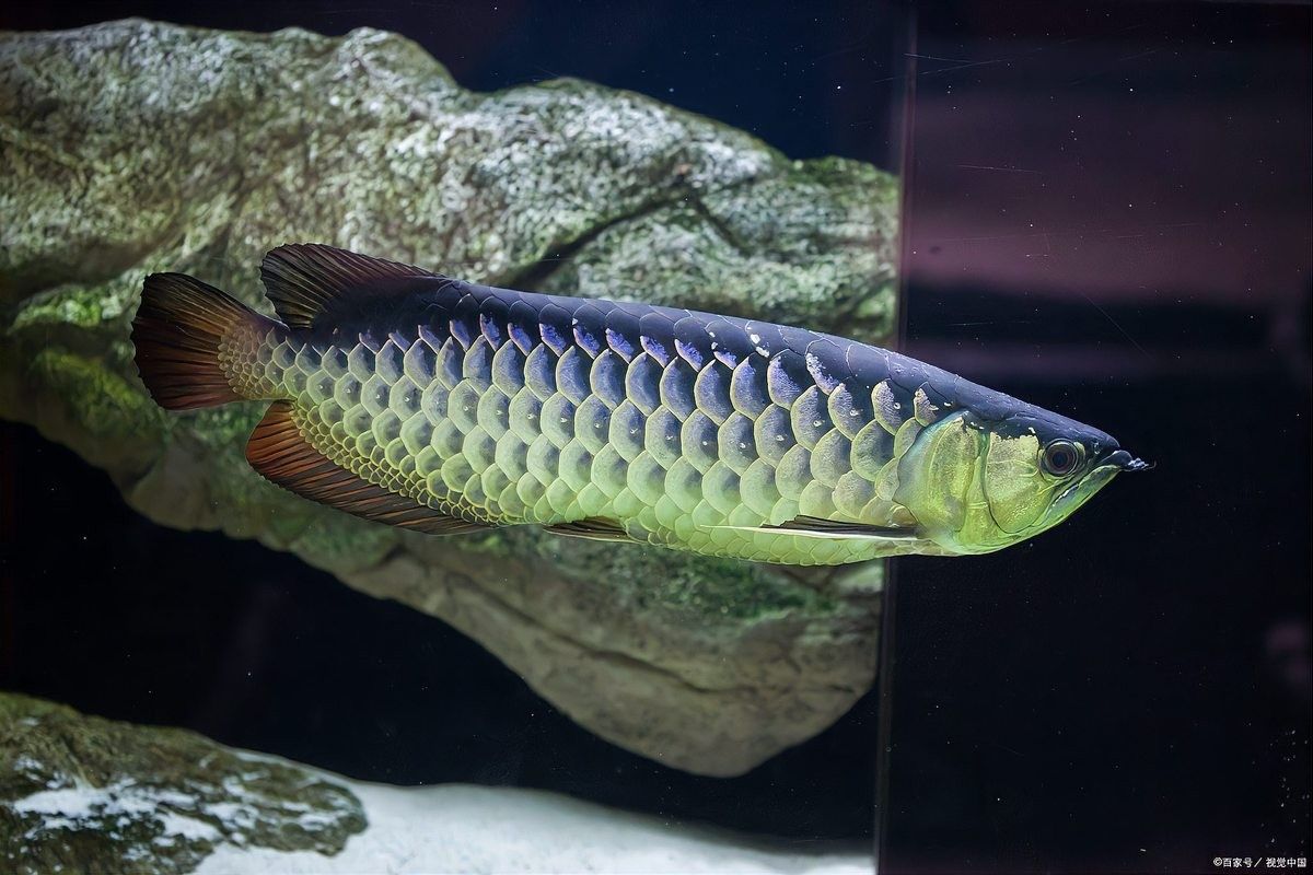 銀龍魚單養(yǎng)需要哪些設(shè)備？