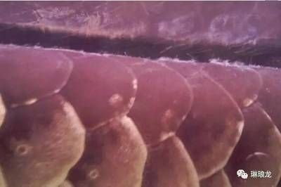 龍魚水霉怎么治療幾天會(huì)好：龍魚水霉病治療周期