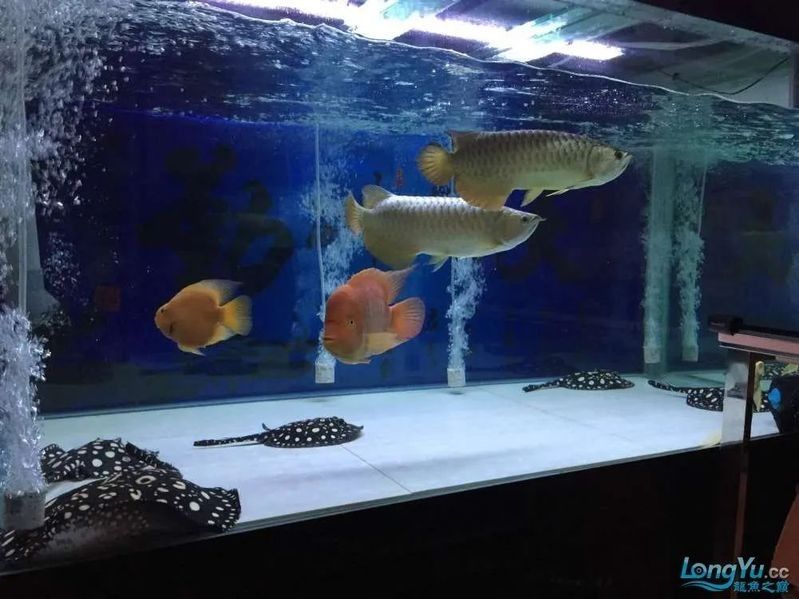 龍魚混養需要多久適應