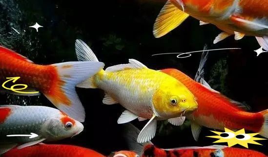 錦鯉是青龍化身