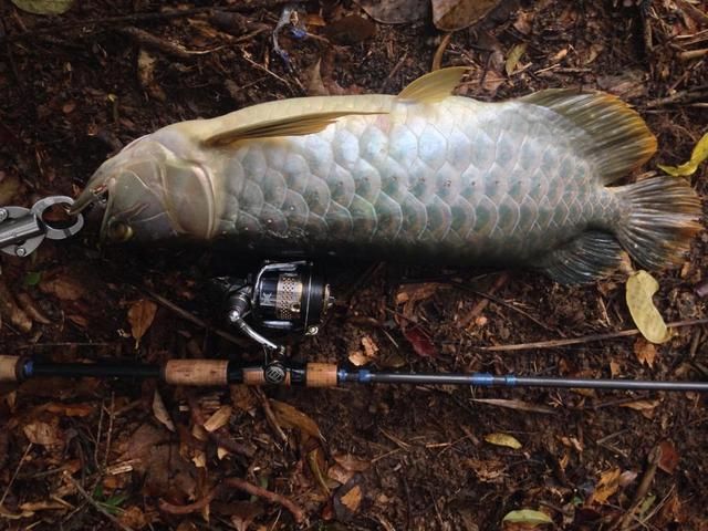 龍魚最佳溫度多少合適釣魚：夏季釣龍魚降溫技巧，龍魚水溫波動應對策略，