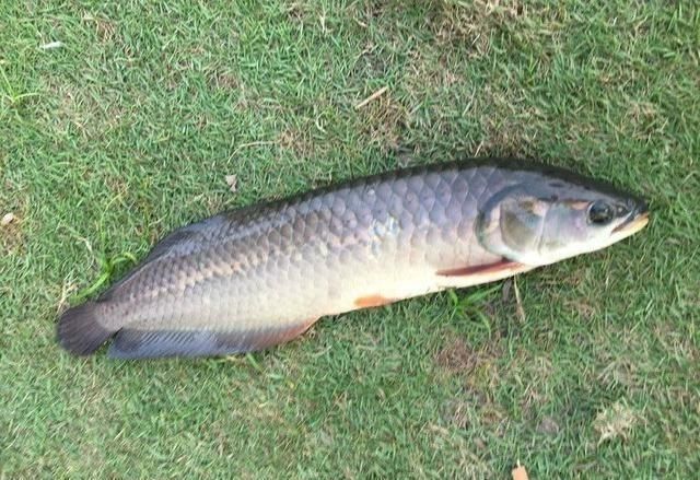 龍魚最佳溫度多少合適釣魚：夏季釣龍魚降溫技巧，龍魚水溫波動應對策略，