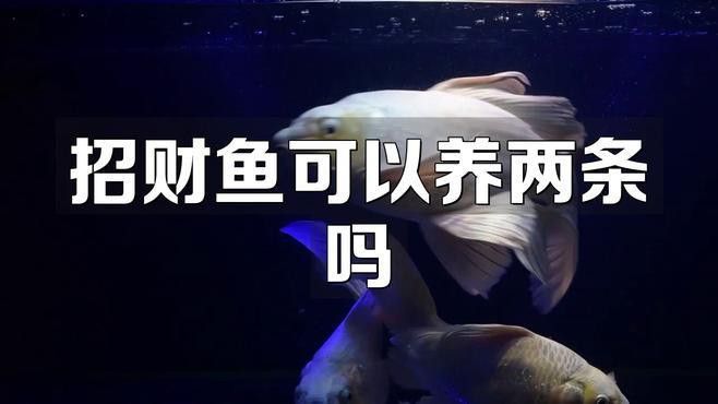 招財貓魚和龍魚混養有哪些注意事項？