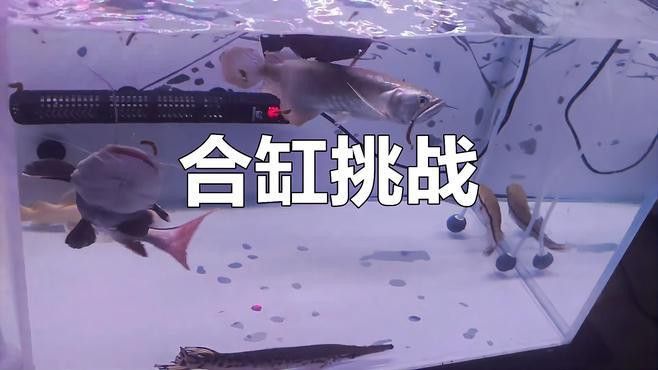 招財貓魚和龍魚混養有哪些注意事項？