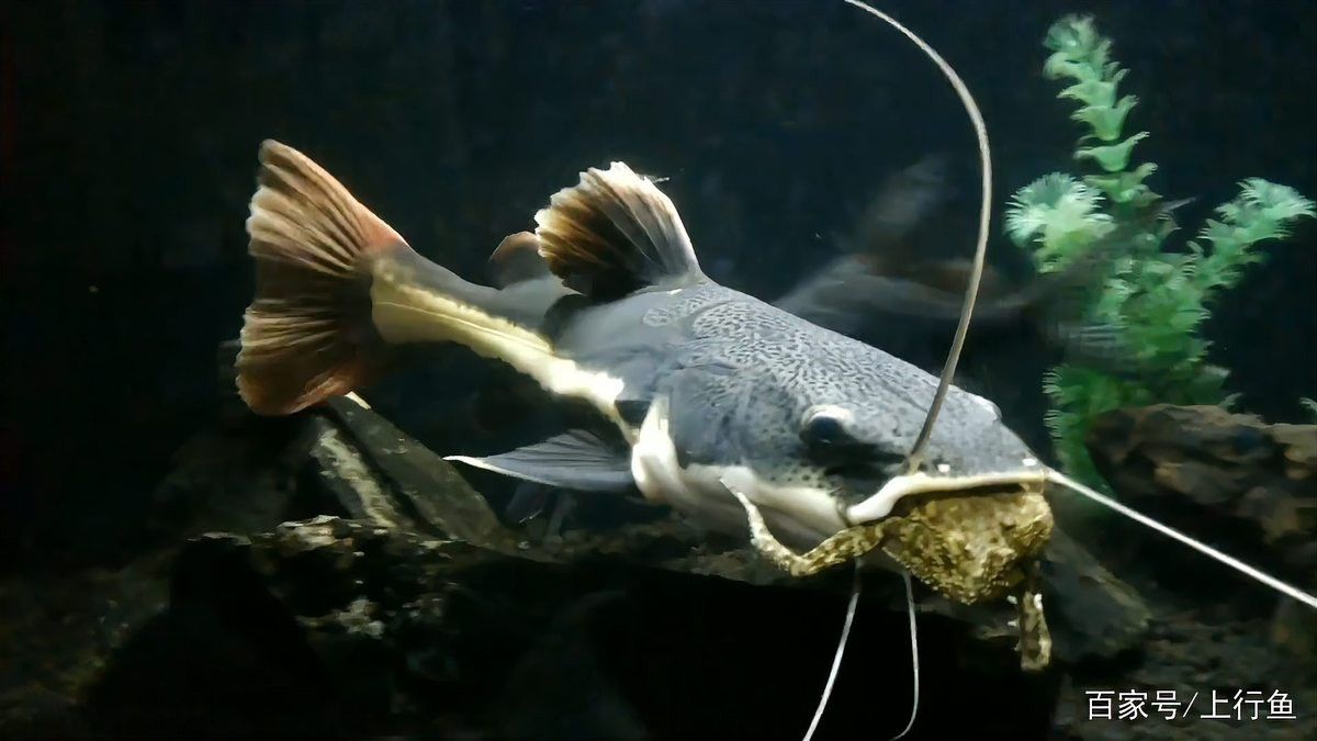 招財貓魚和龍魚混養有哪些注意事項？