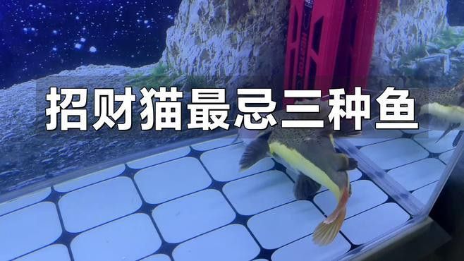 招財貓魚和龍魚混養有哪些注意事項？