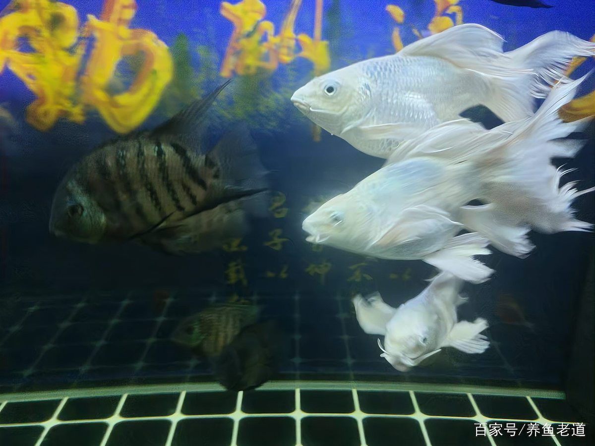 招財貓魚和龍魚混養有哪些注意事項？