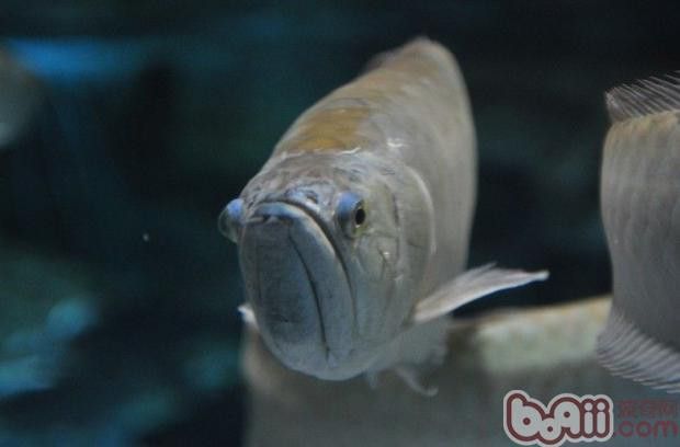 招財貓魚和龍魚混養有哪些注意事項？