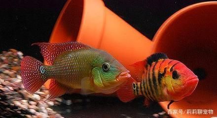 常見(jiàn)淡水觀賞魚(yú)：關(guān)于淡水觀賞魚(yú)的一些基本信息和常見(jiàn)品種