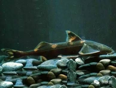 常見(jiàn)淡水觀賞魚(yú)：關(guān)于淡水觀賞魚(yú)的一些基本信息和常見(jiàn)品種