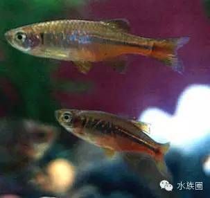 常見(jiàn)淡水觀賞魚(yú)：關(guān)于淡水觀賞魚(yú)的一些基本信息和常見(jiàn)品種