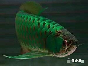 龍魚吐出綠色的黏膜：龍魚吐出綠色黏膜可能是由于食物問題、水質(zhì)問題引起的