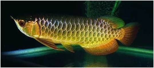 龍魚吐出綠色的黏膜：龍魚吐出綠色黏膜可能是由于食物問題、水質(zhì)問題引起的