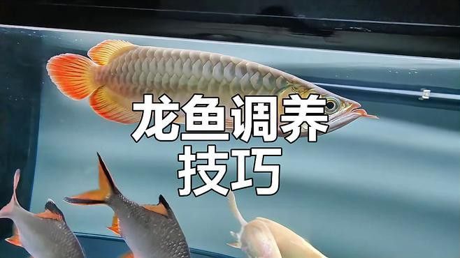 紅龍魚眼睛受傷了怎么辦？