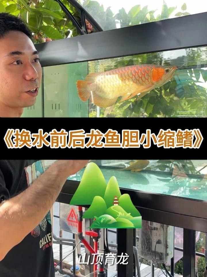 紅龍魚眼睛受傷了怎么辦？