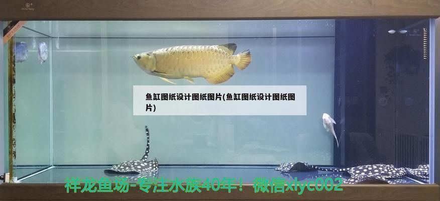 紅龍魚怎么寫好看（如何將“紅龍魚”寫得好看）