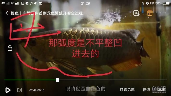 如何區分金龍魚公母魚和母魚（如何區分金龍魚的性別）