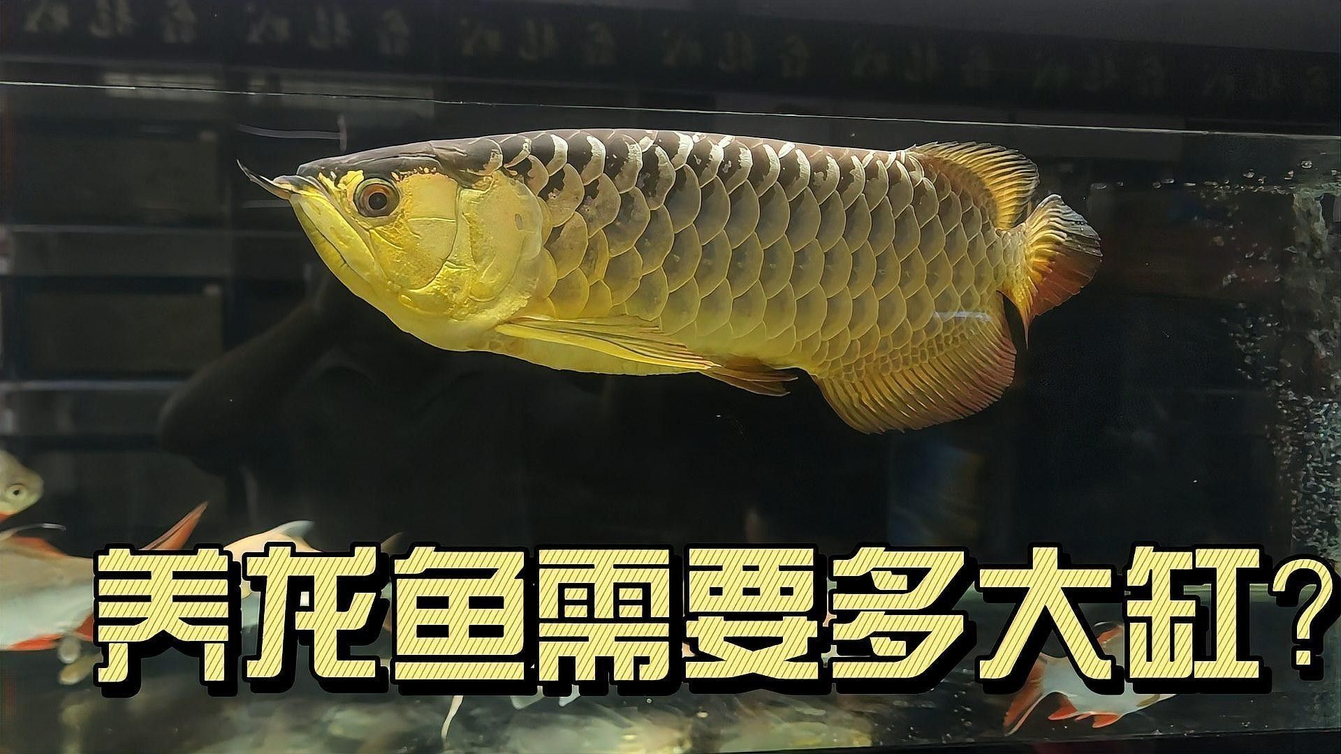 單養龍魚需要多大的魚缸？
