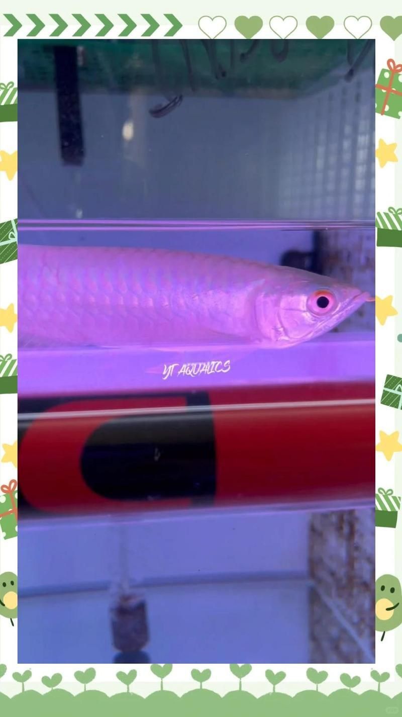 馬來西亞紅龍會(huì)發(fā)色嗎