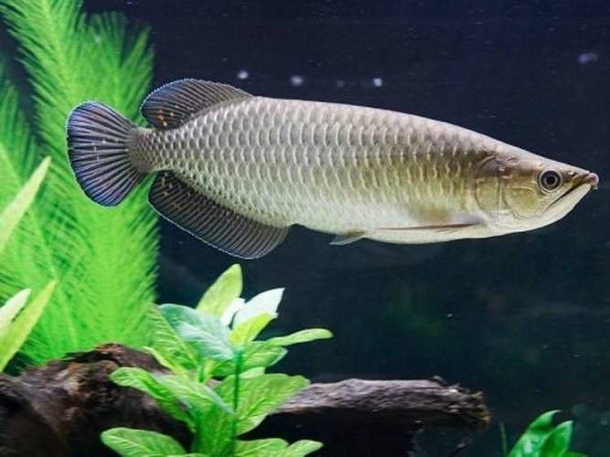 4年星點(diǎn)龍魚長(zhǎng)大后圖片