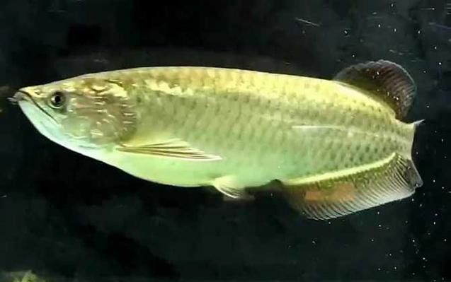 4年星點(diǎn)龍魚長(zhǎng)大后圖片